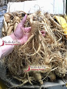 thông tin cần biết về sâm tươi Hàn Quốc TP HCM