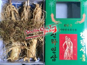Sâm tươi hàn quốc 5 củ 1 kg Quận 1